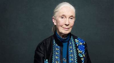 Jane Goodall Wikipedia, Biography, Age, Height, Husband, Net Worth, Children