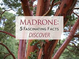 Margana Wood – 5 Facts to Know About the Model