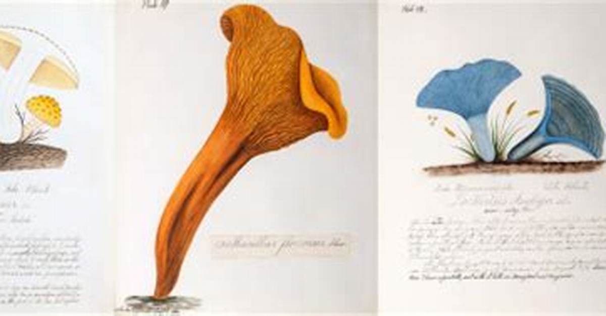 Mycology