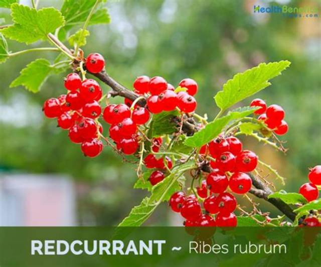 Redcurrant: 10 Nutritional Health Benefits of Red Currant Berries