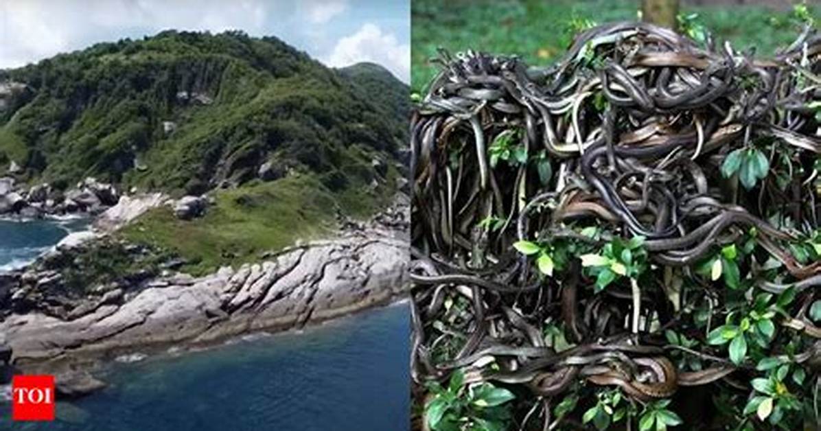 Snake Island in Brazil: 7 Facts You Need to Know