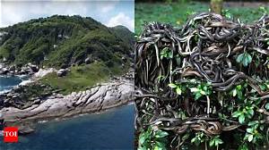 Snake Island in Brazil: 7 Facts You Need to Know