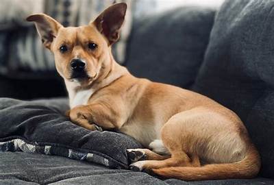 The Perfect Blend: Pitbull and Chihuahua Mix
