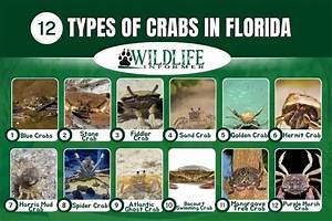 Types of Crabs in Florida