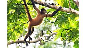 What Are Some Adaptations That Monkeys Have