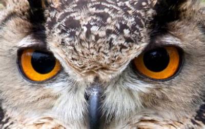 What Color Eyes Do Owls Have