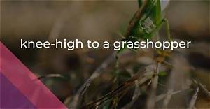 What Does Knee High to a Grasshopper Mean