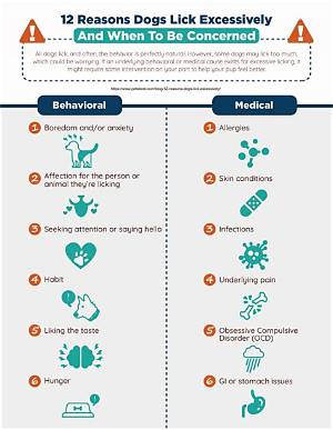 What Happens If a Dog Licks Ad Ointment