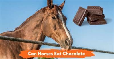 What Happens If Horses Eat Chocolate