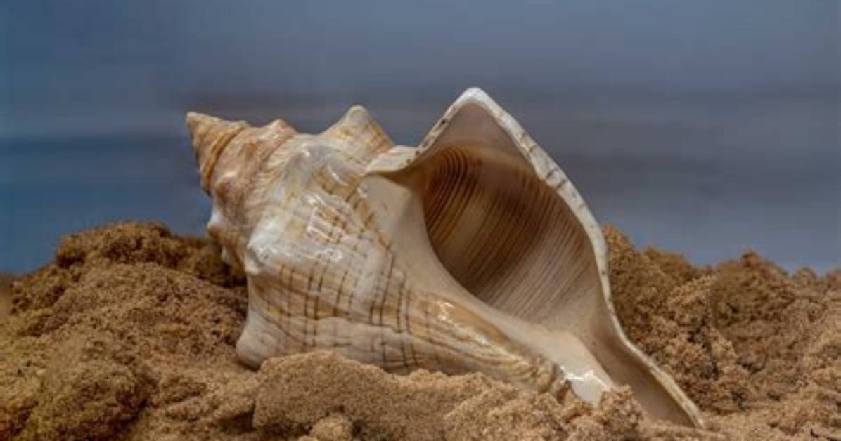 What Happens to the Conch in Lord of the Flies