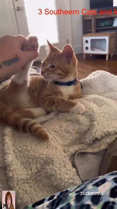 What Is 3 Southern Cats Tiktok Account? Who Is the Owner