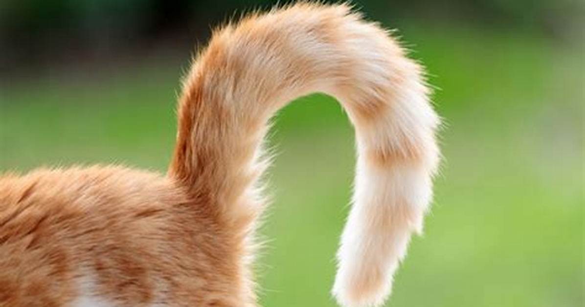 What Is a Tail Like Structure That Functions