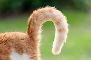 What Is a Tail Like Structure That Functions