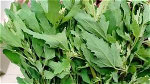What Is Bathua Called in English