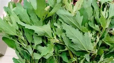 What Is Bathua Called in English