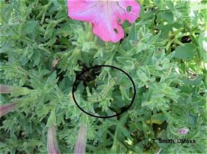What Is Eating My Petunia Flowers at Night