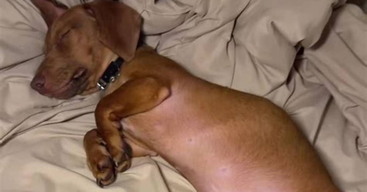 What Is Eenie Weenie Tiny Weenie Tiktok Song & Lyrics? Original Sounds and Trend Videos