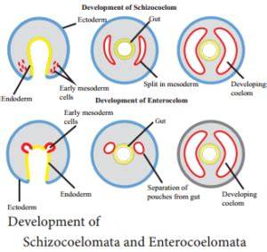 What Is Schizocoelomates