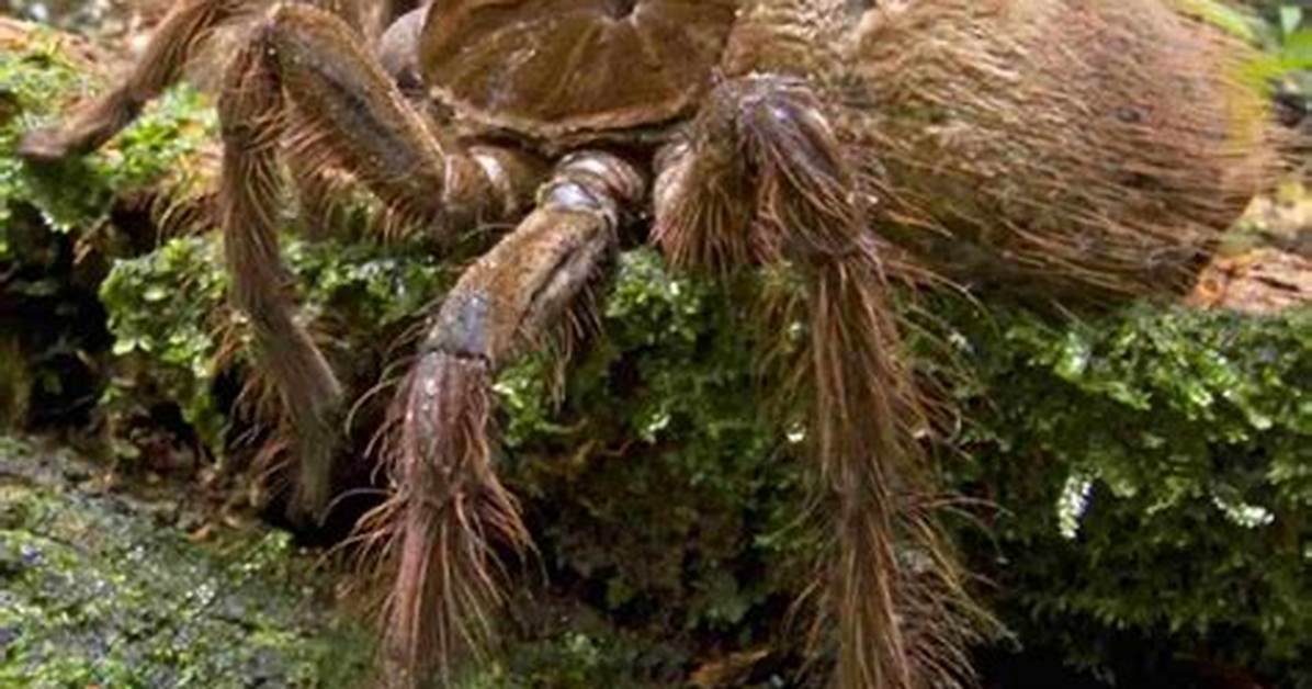 What Is the Biggest Spider in the World