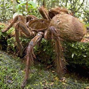 What Is the Biggest Spider in the World