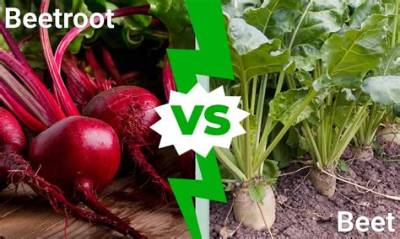 What Is the Difference Between Beet and Beat