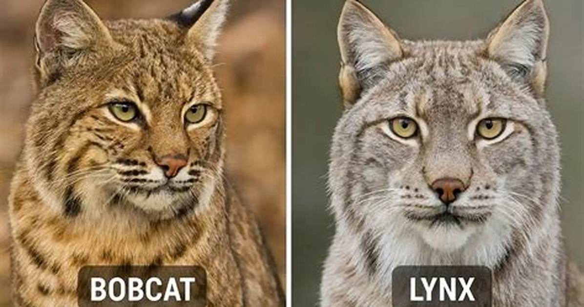 What Is the Difference Between Bobcat and Mountain Lion