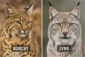 What Is the Difference Between Bobcat and Mountain Lion