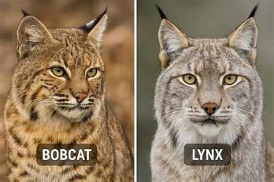 What Is the Difference Between Bobcat and Mountain Lion