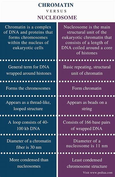 What Is the Difference Between Chromatin and Chromatid
