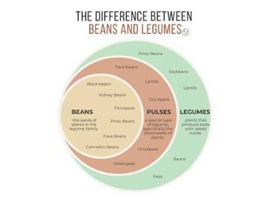 What Is the Difference Between Legumes and Lentils