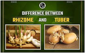 What Is the Difference Between Rhizome and Tuber