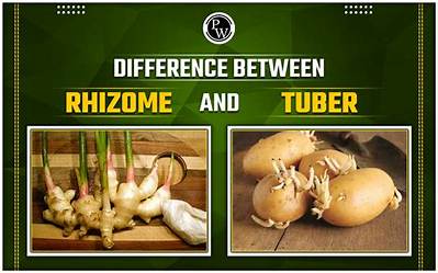 What Is the Difference Between Rhizome and Tuber