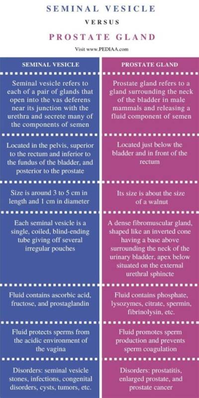 What Is the Difference Between Seminal Vesicle and Prostate Gland