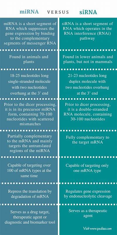 What Is the Difference Between siRNA and miRNA