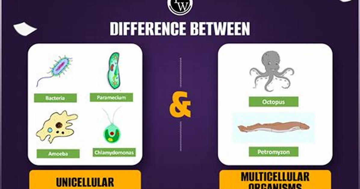 What Is the Difference Between Unicellular and Multicellular Organism