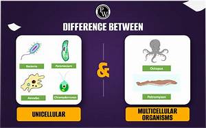 What Is the Difference Between Unicellular and Multicellular Organism