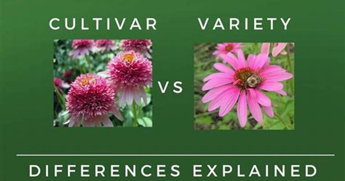 What Is the Difference Between Variety and Assortment