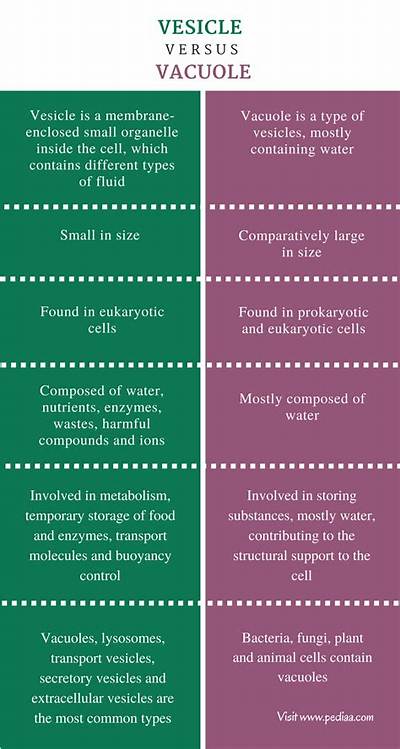 What Is the Difference Between Vesicle and Vacuole