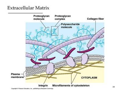 What Is the Matrix Composed of in Elastic Cartilage