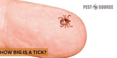 What Is the Size of a Tic Tac
