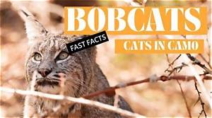 Who Is Sam Wiglusz? 5 Fast Facts About Ohio Bobcats Wide Receiver