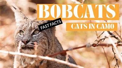 Who Is Sam Wiglusz? 5 Fast Facts About Ohio Bobcats Wide Receiver