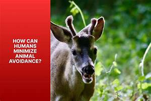 Why Are the Humans Desperate for Animal Farm to Fail