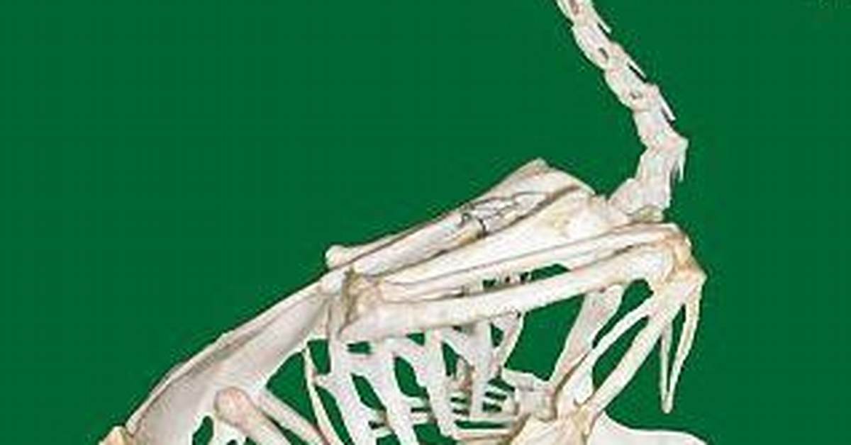 Why Do Birds Have a Keeled Sternum