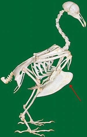 Why Do Birds Have a Keeled Sternum