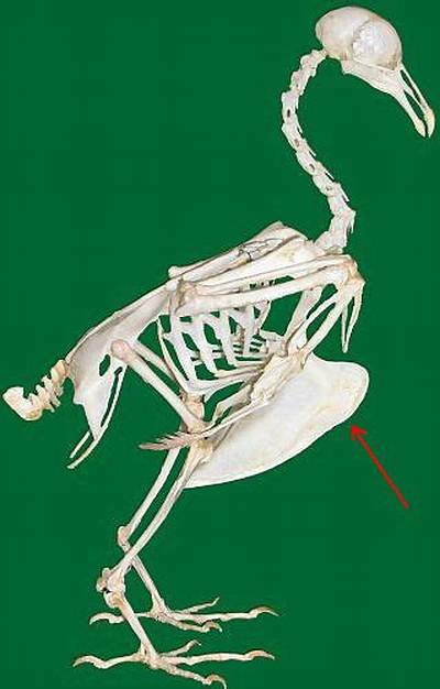 Why Do Birds Have a Keeled Sternum