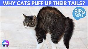 Why Do Cats Puff up and Run Sideways