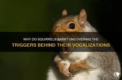Why Do Squirrels Bark