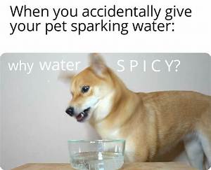Why Is It Spicy Tiktok Dog Meme & Sound Explained, What Does It Mean?