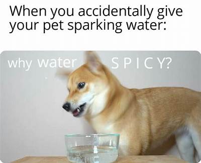 Why Is It Spicy Tiktok Dog Meme & Sound Explained, What Does It Mean?
